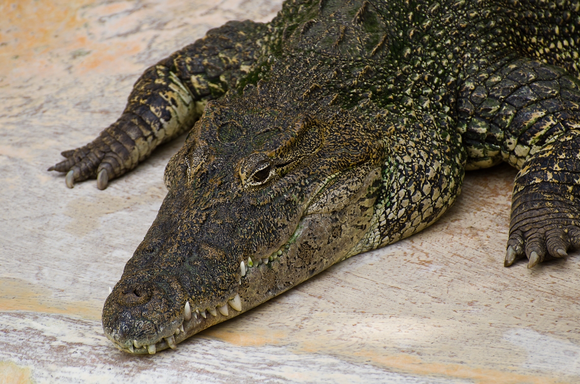 Cuban Crocodile, Кубинский крокодил