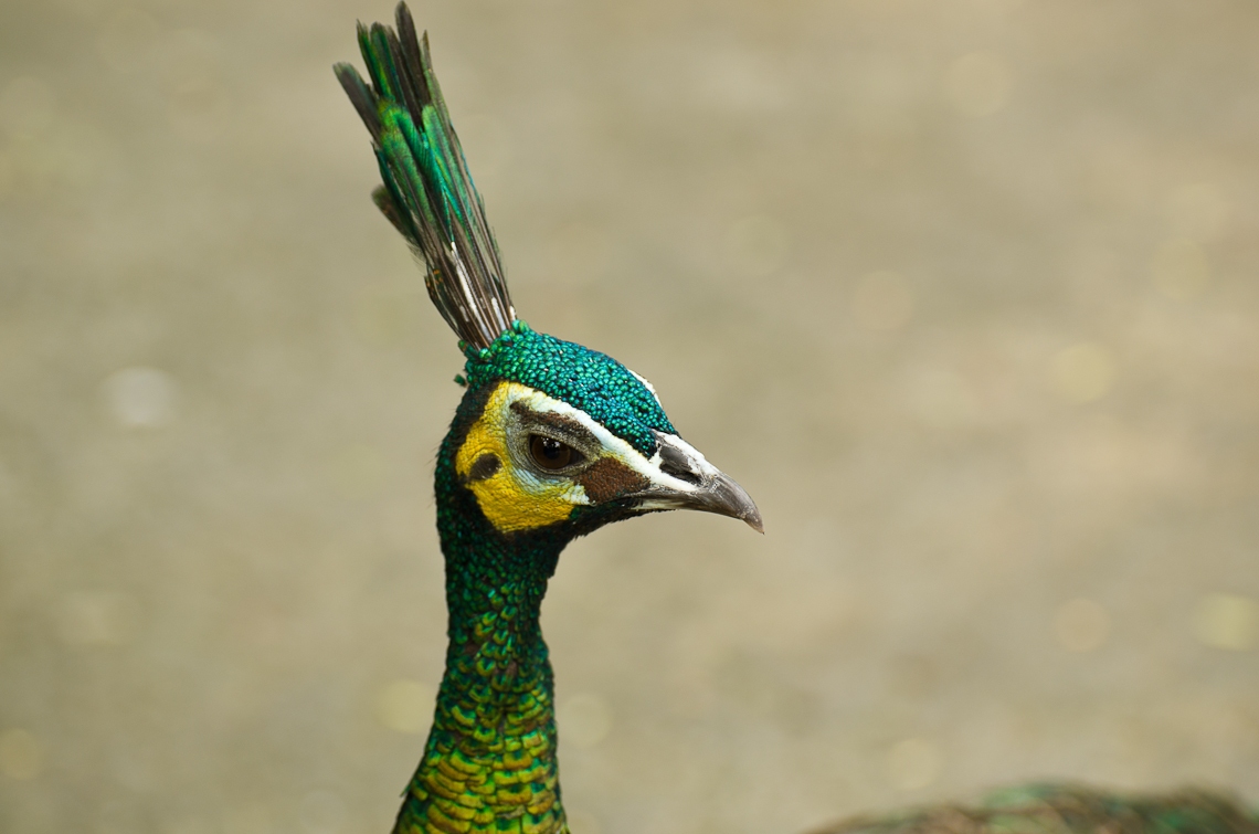 Peacock, Павлин