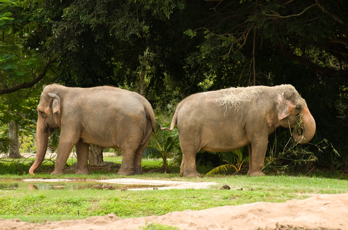 Indian Elephants, Индийский слоны