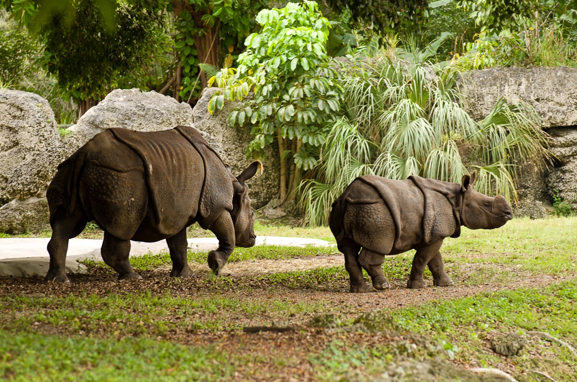 Indian Rhino, Индийские носороги
