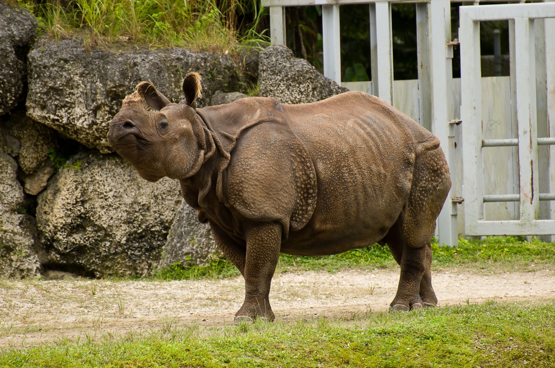 Indian Rhino, Индийский носорог