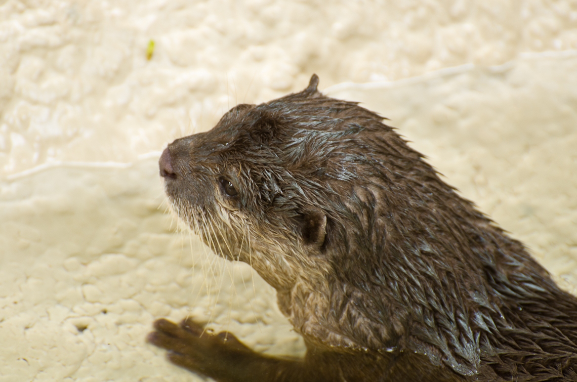Oriental small-clawed otter, Восточная бескоготная выдра