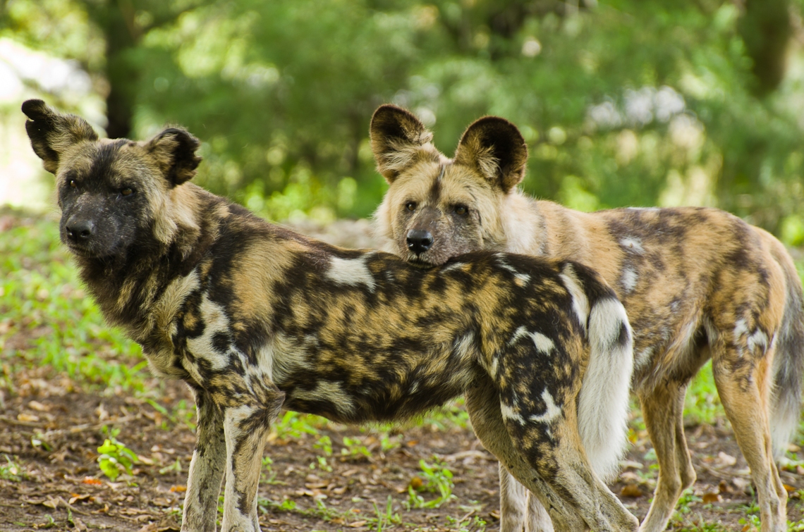 African wild dog, African hunting dog, Cape hunting dog, painted dog, painted wolf, painted hunting dog, spotted dog, ornate wolf, гиеновидная собака