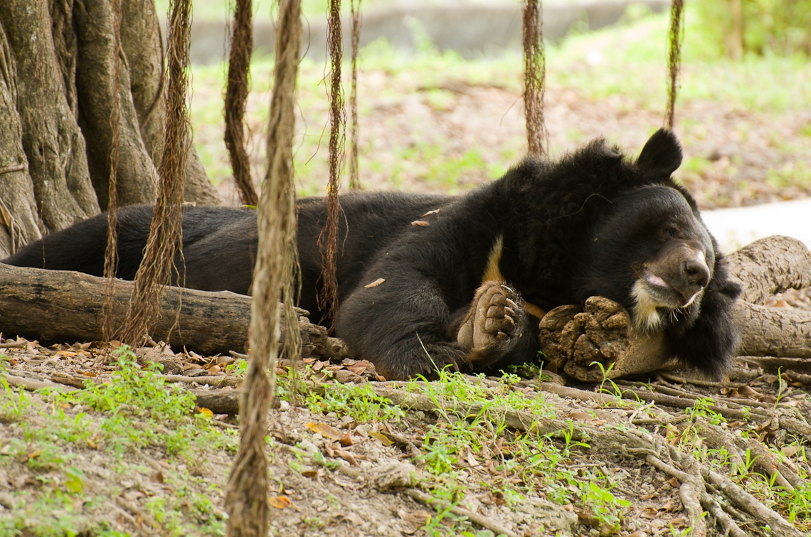 Asian bear, Азиатский медведь