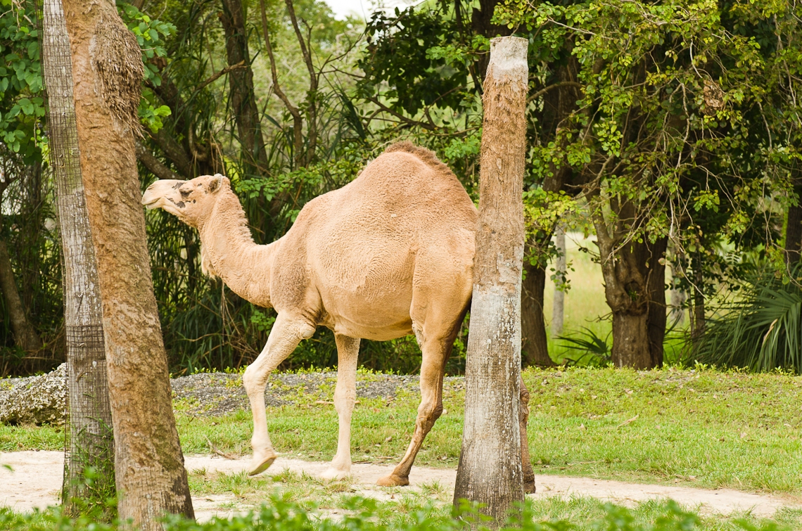 Camel, Верблюд