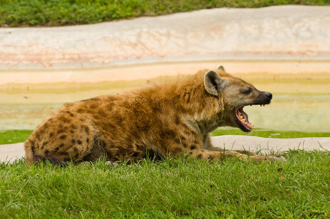Spotted hyena, Laughing hyena, Пятнистая гиена