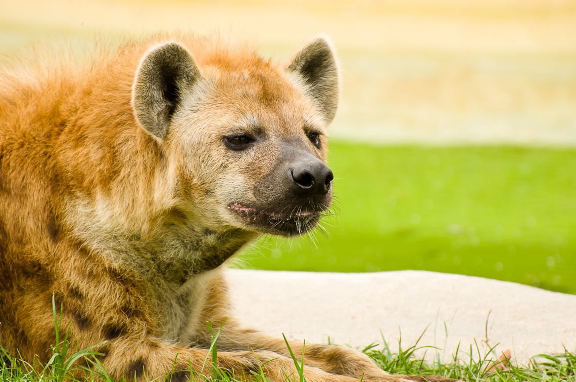 Spotted hyena, Laughing hyena, Пятнистая гиена