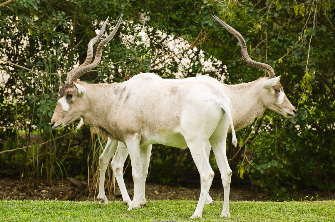 Addax, White Antelope, Аддакс, Антилопа Мендес
