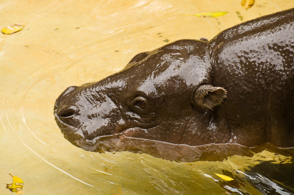 Hippopotamus, Бегемот