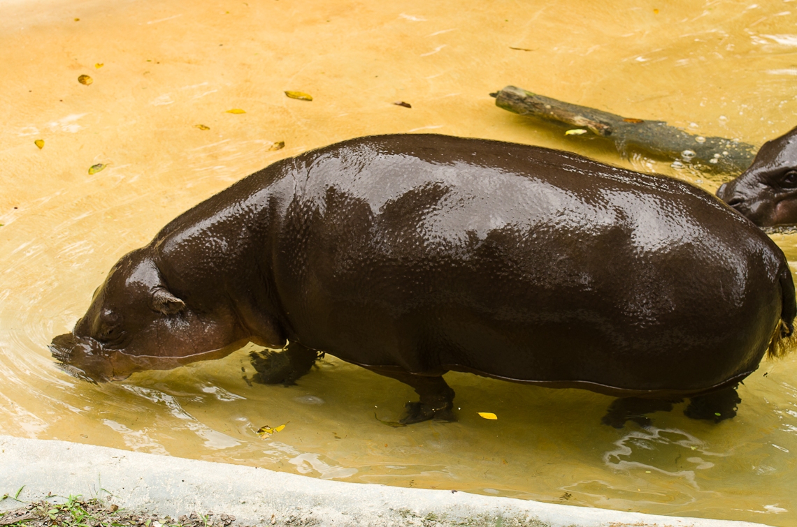 Hippopotamus, Бегемот