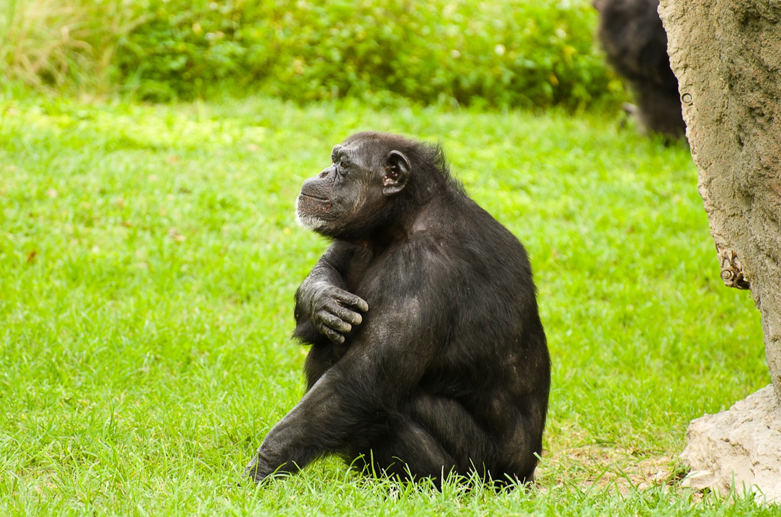 Chimpanzee, Шимпанзе