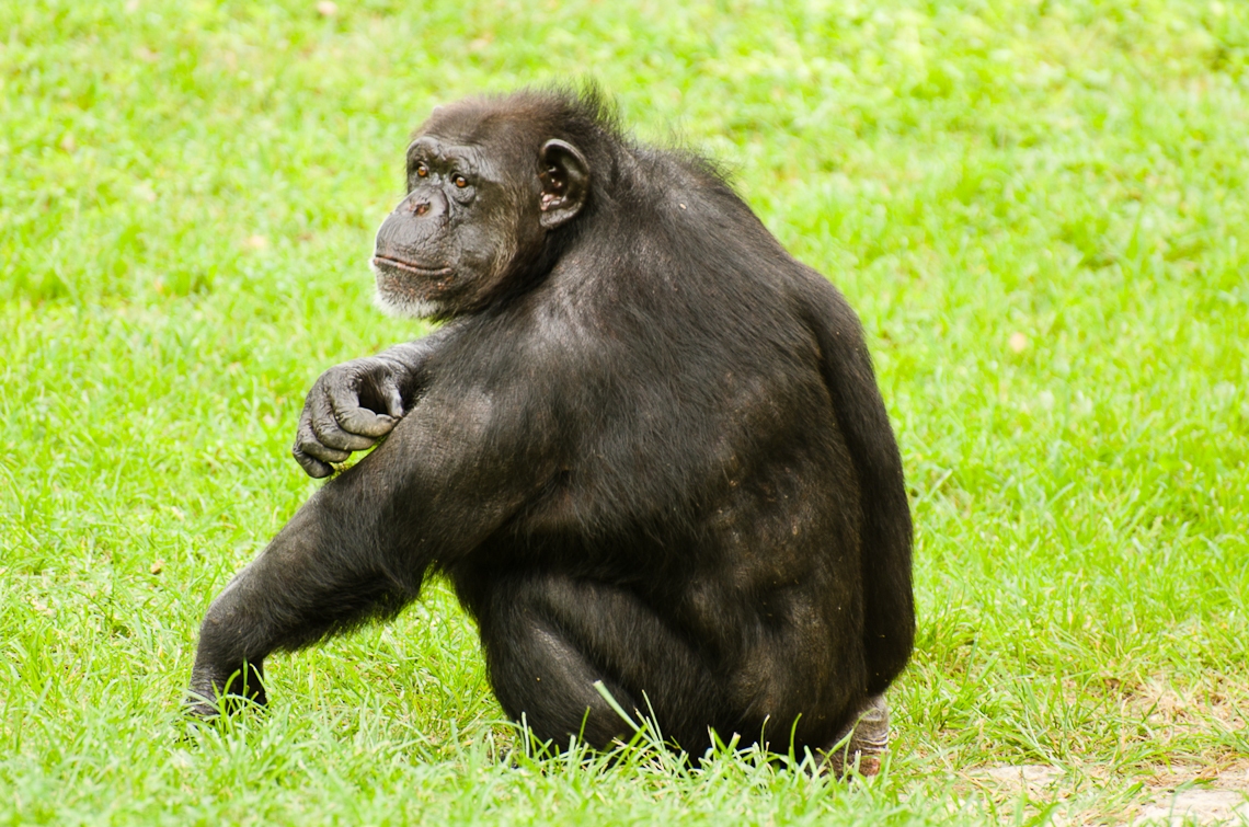 Chimpanzee, Шимпанзе