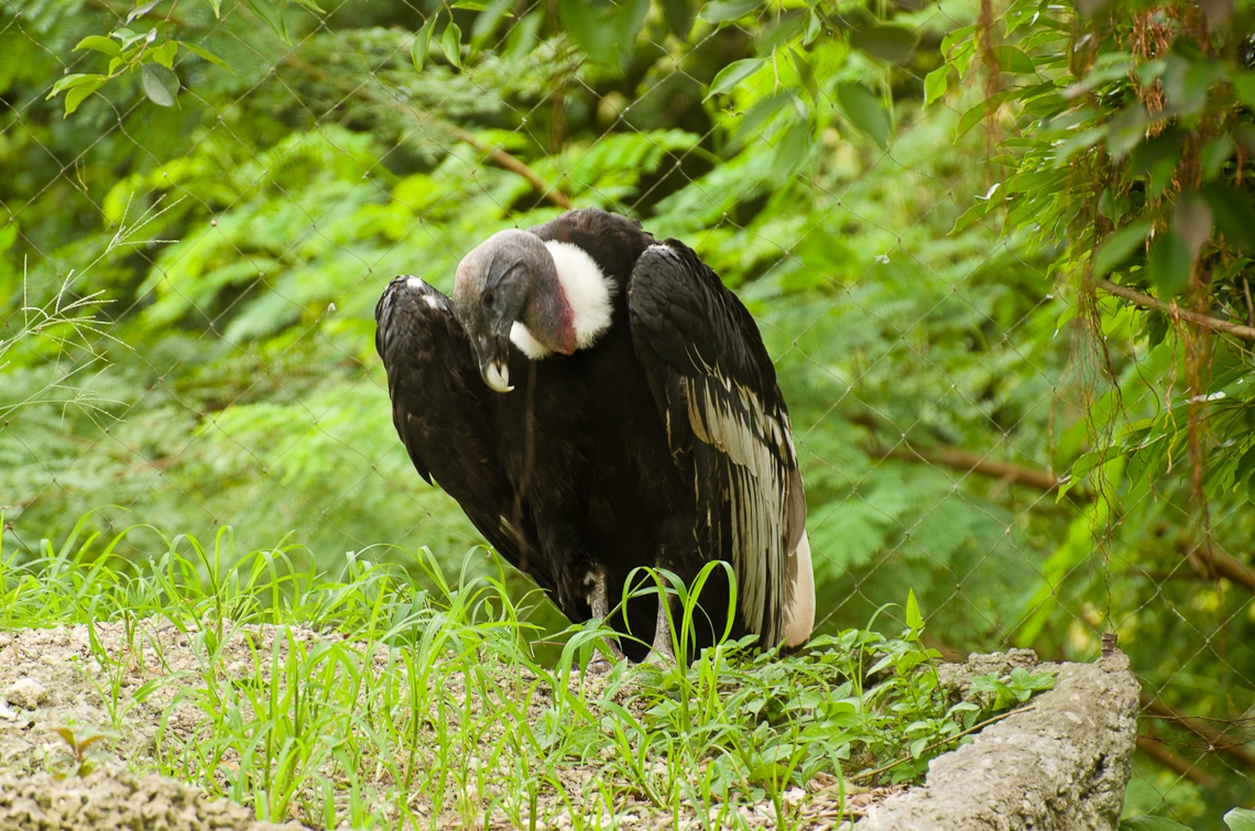 Andean Condor, Андский кондор