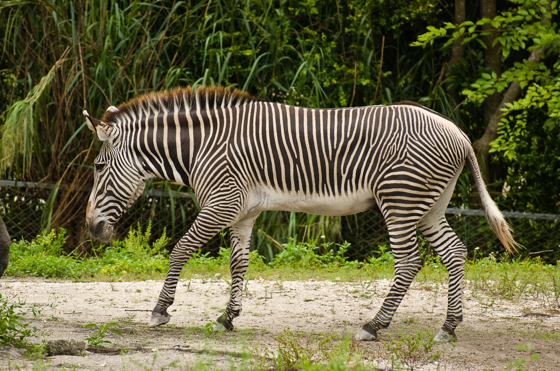 Zebra, Зебра