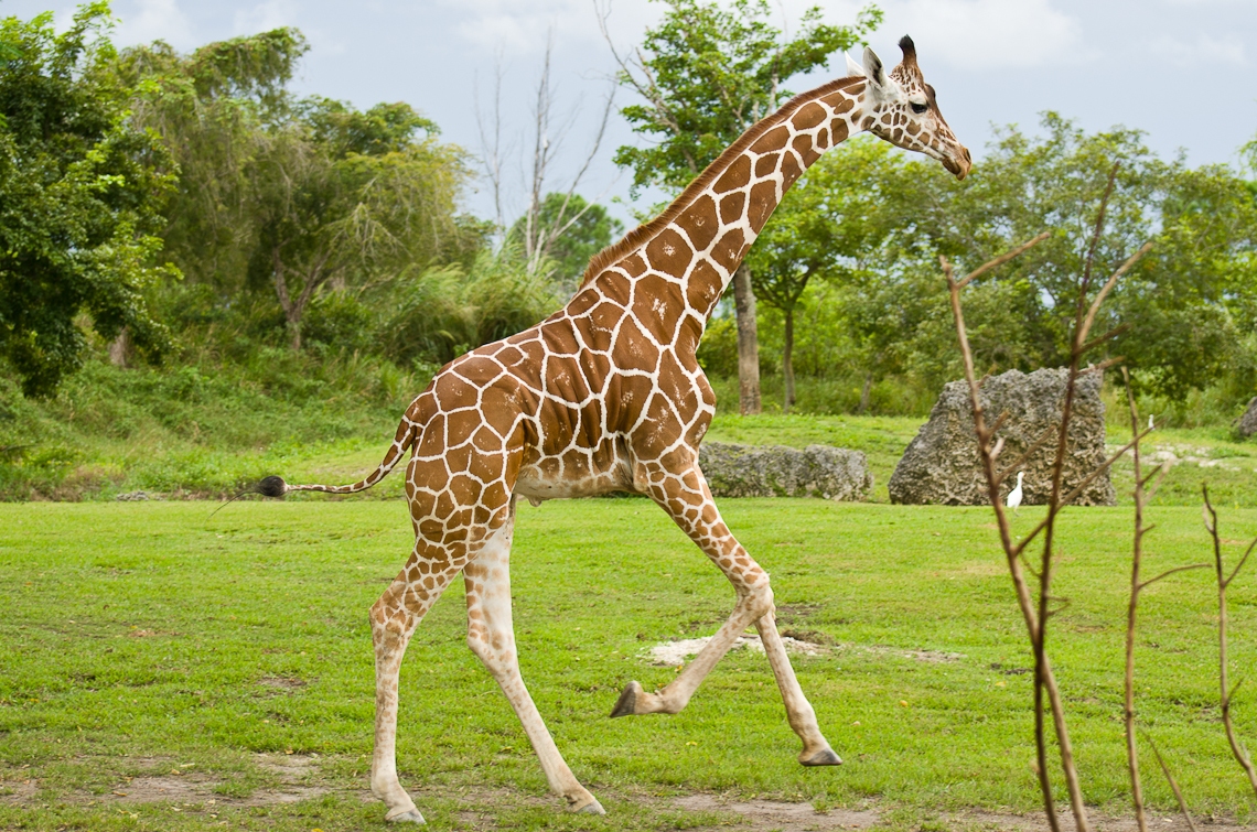 Giraffes, Жирафы