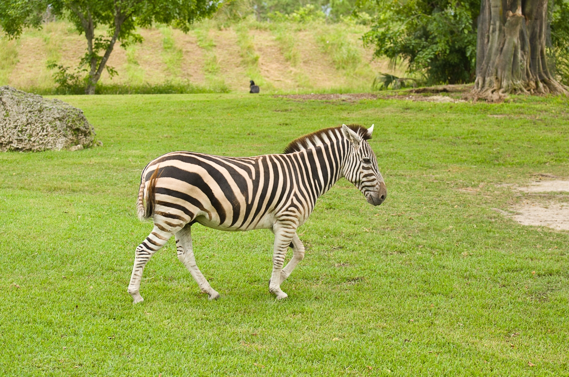Zebra, Зебра