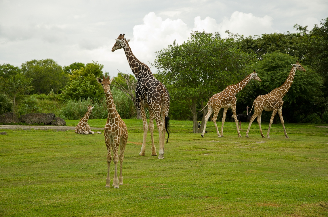Giraffes, Жирафы