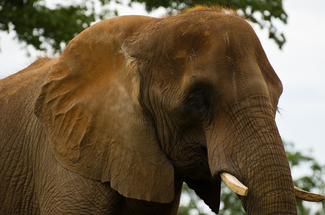 African Elephant, Африканский слон