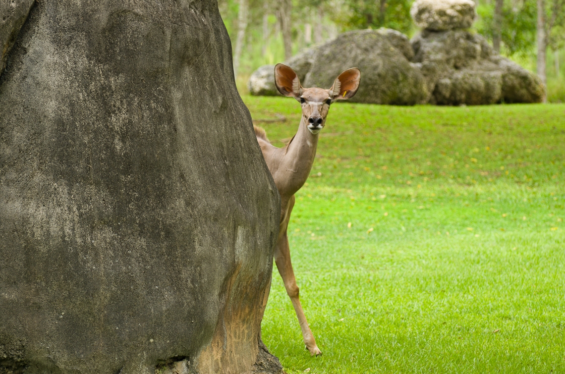 Greater kudu, Большой куду