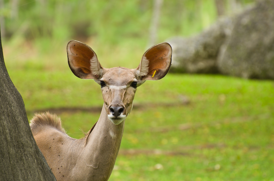 Greater kudu, Большой куду