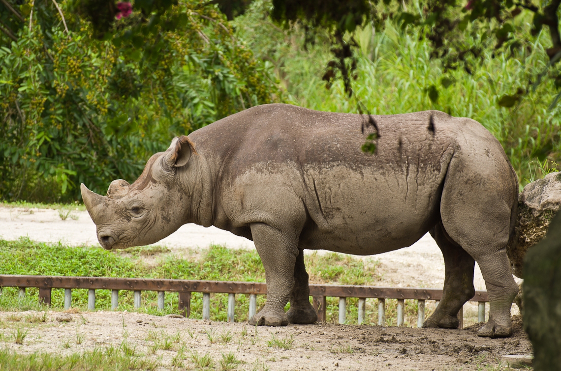 Black rhinoceros, Черный носорог