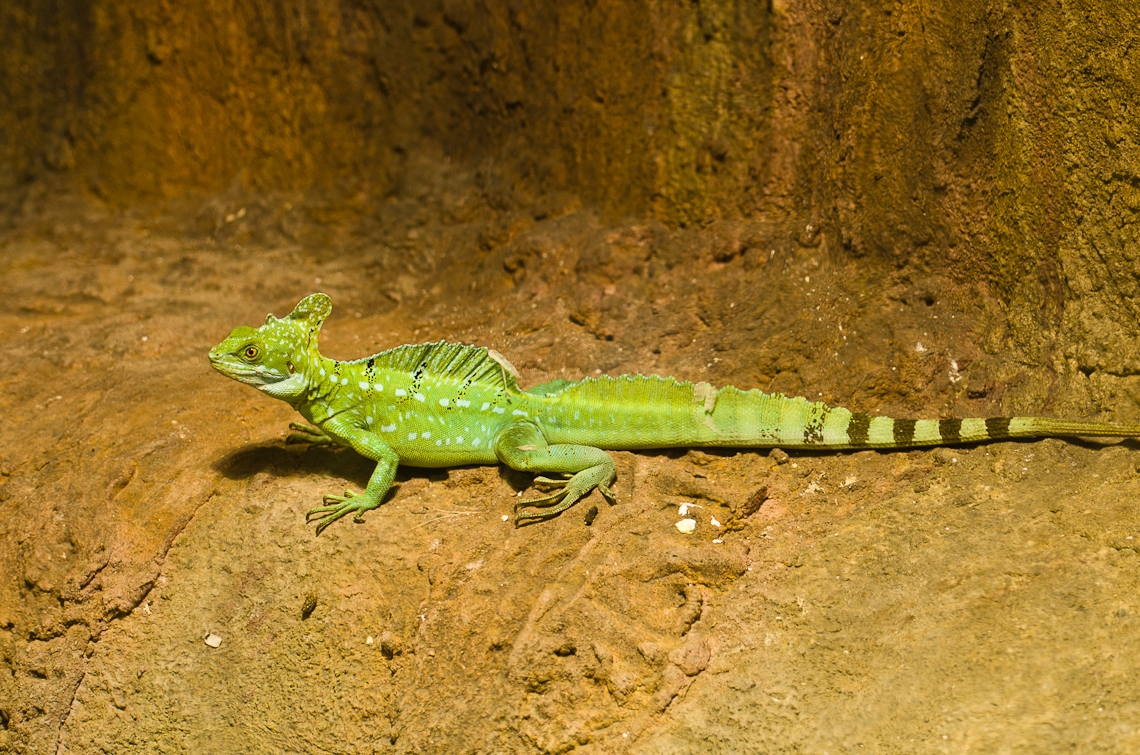 Lizard, Ящерица