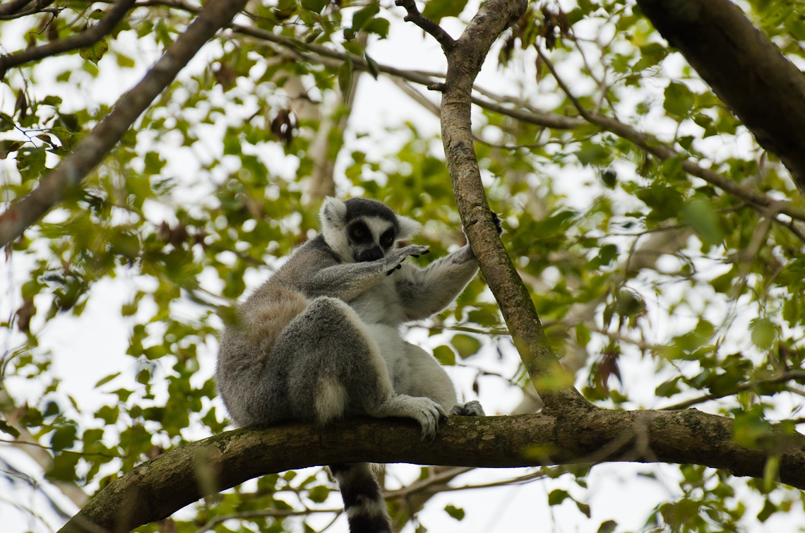 Lemur, Лемур