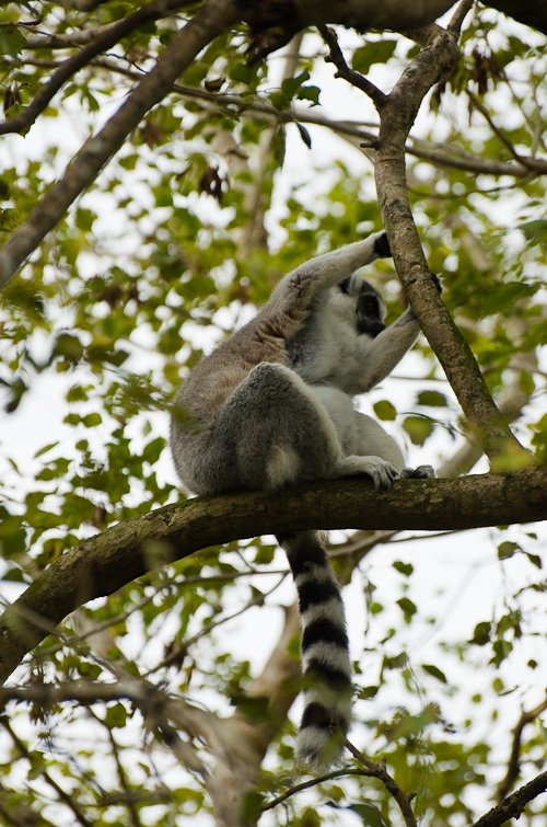 Lemur, Лемур